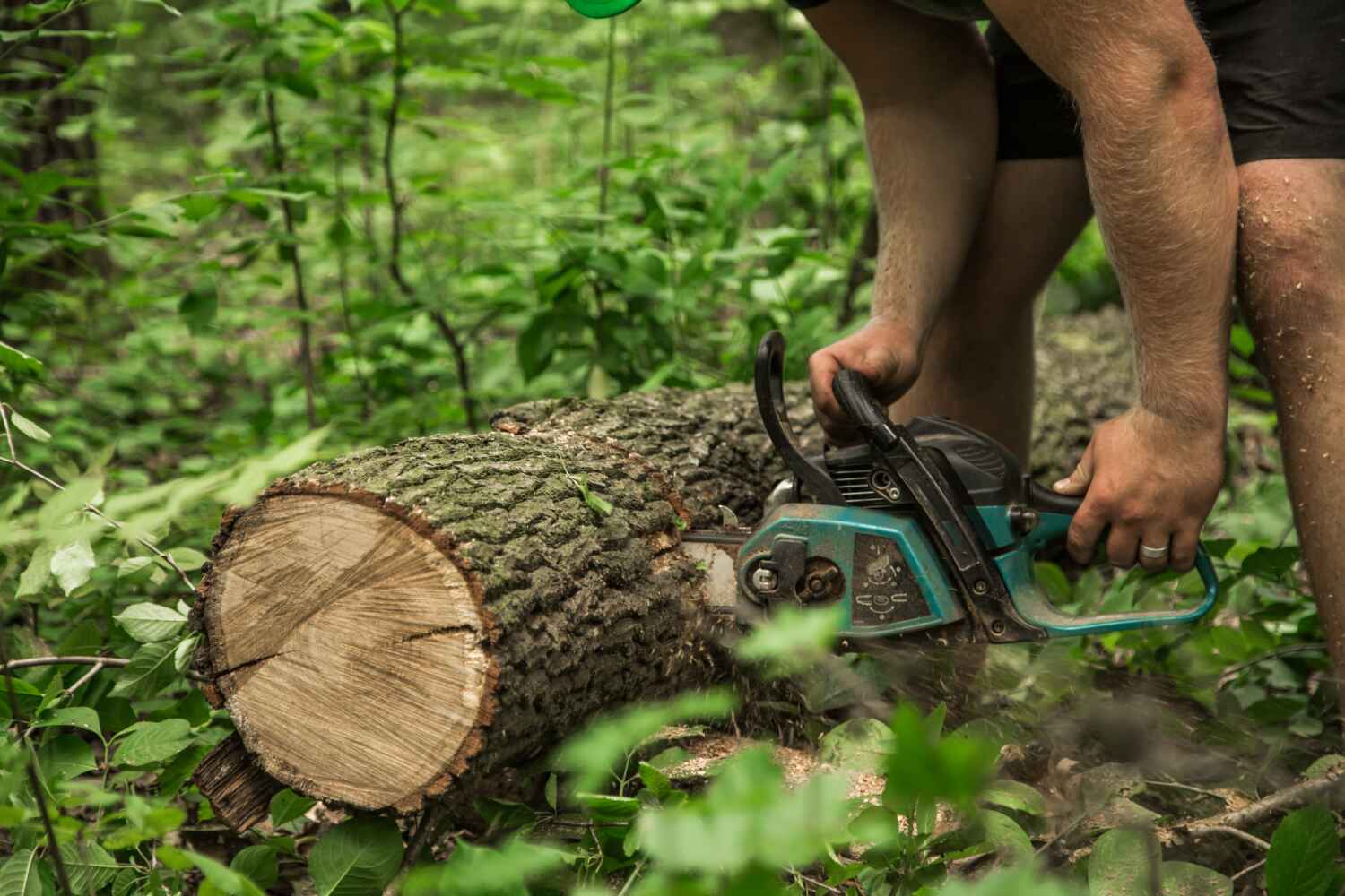 Best Tree Removal Contractors  in Swartz Creek, MI